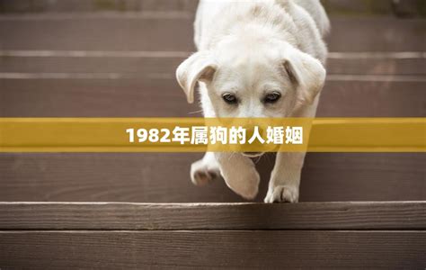 1982年属狗人的婚姻|1982年属狗的婚姻 1982年属狗和什么相配